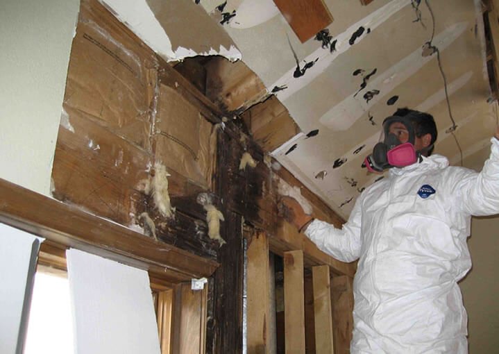 BALTIMORE MOLD REMOVAL - HOW TO PREVENT ATTIC MOLD