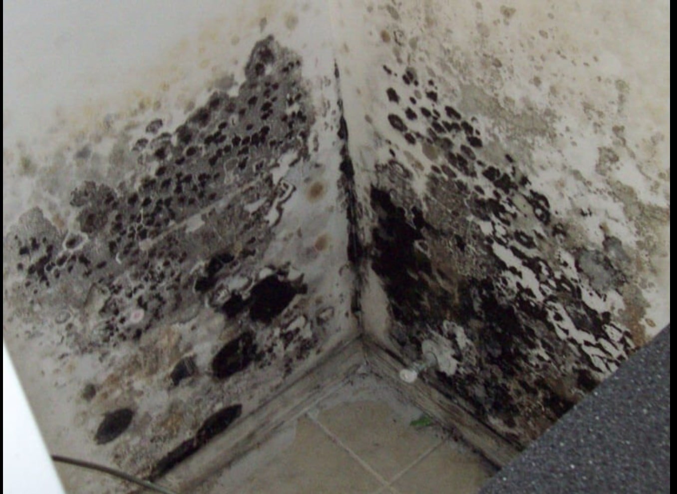 Baltimore Mold Removal